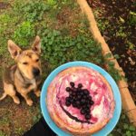 First Attempt – Blueberry & Lemon Zest Cheesecake